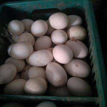 范必盛 優質食用農產品批發供應商的可靠選擇