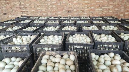河南新鄉(xiāng)延津青殼紅心鮮鴨蛋 高品質(zhì)食用農(nóng)產(chǎn)品批發(fā)指南
